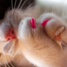 Load image into Gallery viewer, Cat Nail Grooming